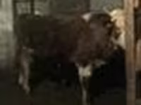Bulle, Rinder — Foto 4