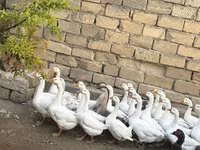 Geese — 5-сурет