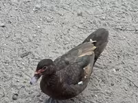 pato criollo doméstico — foto 2