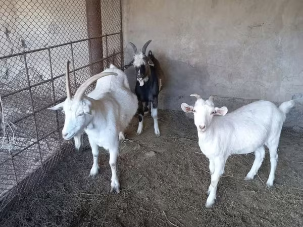 母山羊, Goats