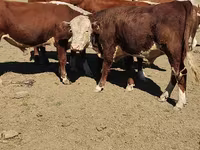 公牛, Kazakh White-headed cow — 照片 3