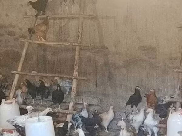 Chickens