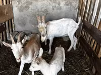 Cabra, Saanen goat — foto 2