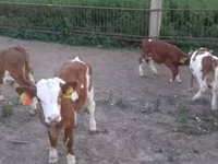 Бұқа, Simmental cattle — 2-сурет