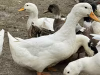 American Pekin — Foto 1