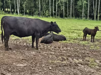 Бык, Герефорд — фото 4