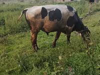 ثور, الماشية — الصورة 8