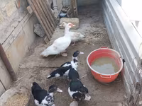 Ducks — Foto 4