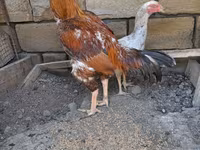 Chickens — Foto 1