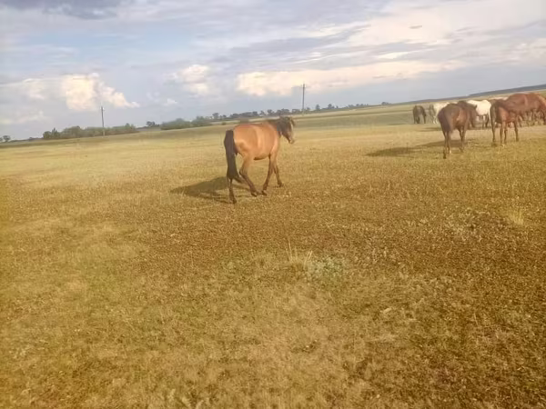 Stute, Horse breed