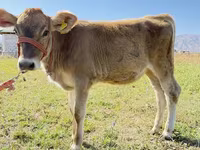 Корова, Swiss cattle — фото 1