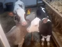 بقرة, Simmental cattle — الصورة 3