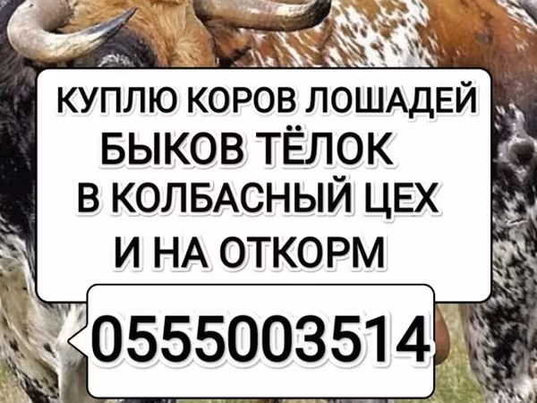 Коровы