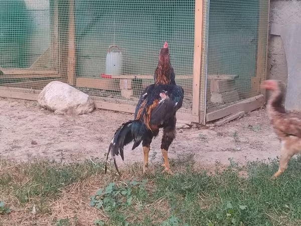 Chickens