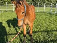 Caballo, Rocky Mountain Horse — foto 6