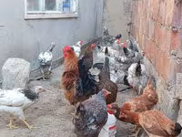 Chickens — الصورة 3