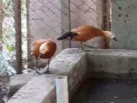 Ducks — الصورة 5