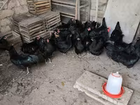मेलीन — फ़ोटो 5