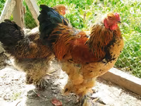 Brahma — foto 1
