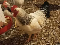 Chickens — Foto 4