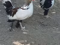ياباني بانتام — الصورة 3