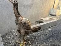 Chickens — foto 1