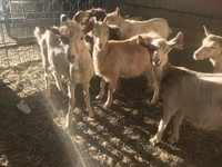 公山羊, Saanen goat — 照片 4