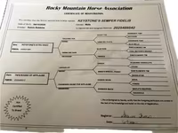 At, Rocky Mountain Horse — foto 3