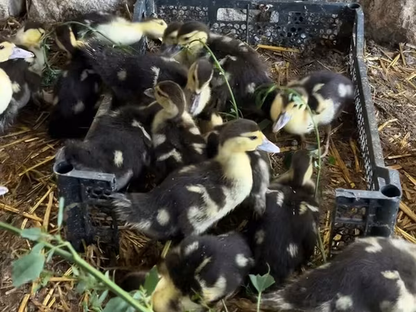 Ducks
