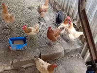Chickens — الصورة 3