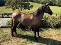 حصان, Rocky Mountain Horse — الصورة 4