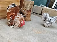 Chickens — फ़ोटो 5