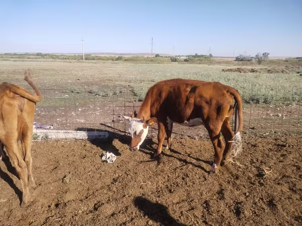Kuh, Simmental cattle
