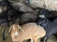 母羊, Sheep — 照片 4