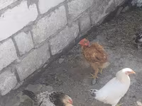 Chickens — Foto 5