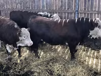 Bull, Holstein breed — photo 4