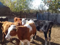 İribuynuzlu mal-qara (partiya, cinsi göstərilməyib), Swiss cattle — foto 4