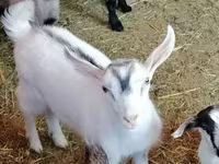 Cabra, Alpine goat — foto 6