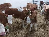 सांड, Simmental cattle — फ़ोटो 3