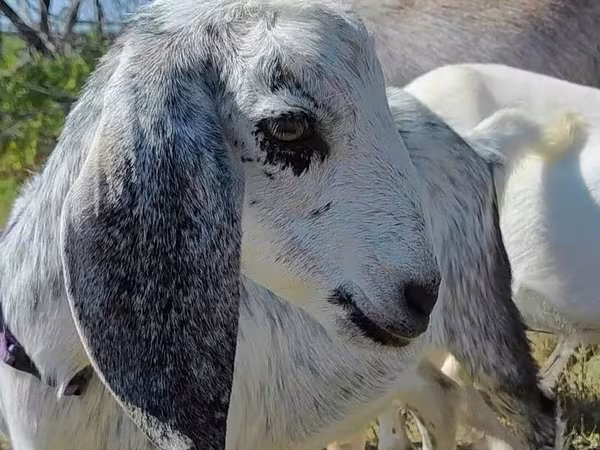 Dişi keçi, Nubian Goat