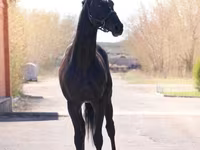 公马, Thoroughbred horse — 照片 6