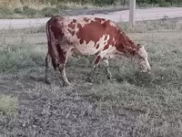 Vaca, Ganado vacuno — foto 4