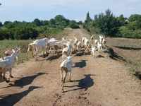Овца, Бараны — фото 1