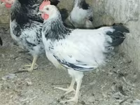 Adler Silver — 1-rasm