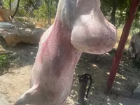 Qoç, Qoyunlar — foto 5