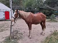Hengst, Kazakh horse — Foto 1