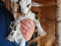 Dişi keçi, Australian Miniature goats — foto 1