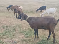 Ziege, Nubian Goat — Foto 4