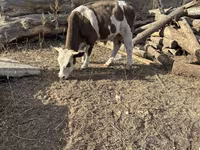 Bulle, Holstein-Rasse — Foto 6