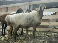Ram, Sheep — photo 6